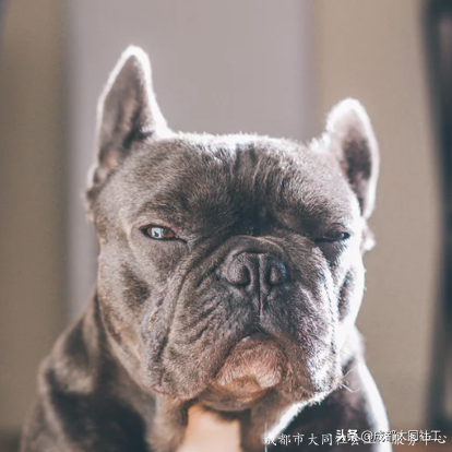 黨建引領丨雙小柏與你一(yī)起乘風破浪走過的(de)2020