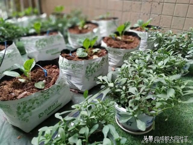 「金牛百千萬」走進九裏堤,開展“微幸福”示範院落指導工作